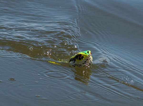 frog-action-on-water