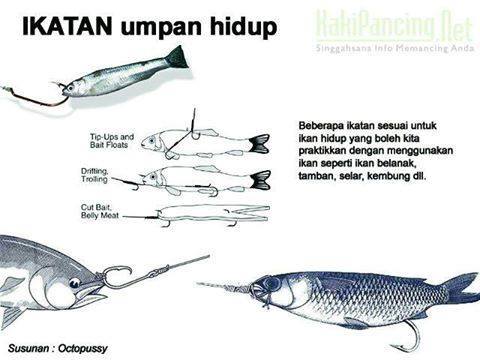 ikatan-umpan-hidup