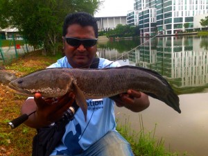 haruan-1.9kg-on-ultralight