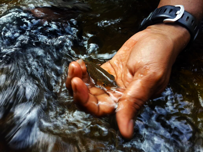 tengas-nankairel-stream-fishing