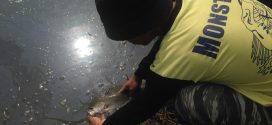 amzar-syazani-kanicen-nix-grenti-strike-siakap-catch-and-release