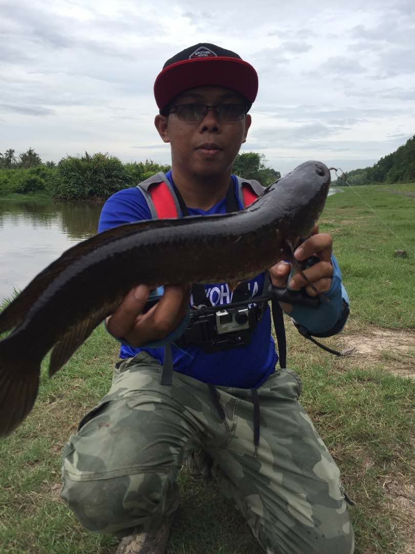 Tasik ikan haruan Ikan haruan