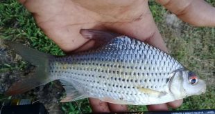 ikan temperas kanicen nix teknik membottom