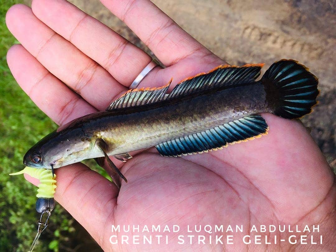 Harga ikan channa malaysia