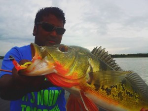 Peacock-Bass-Sutun-Kanicen-2