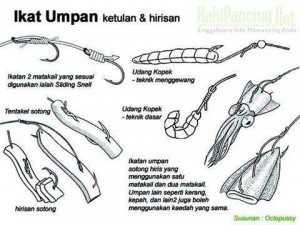 mengikat-umpan