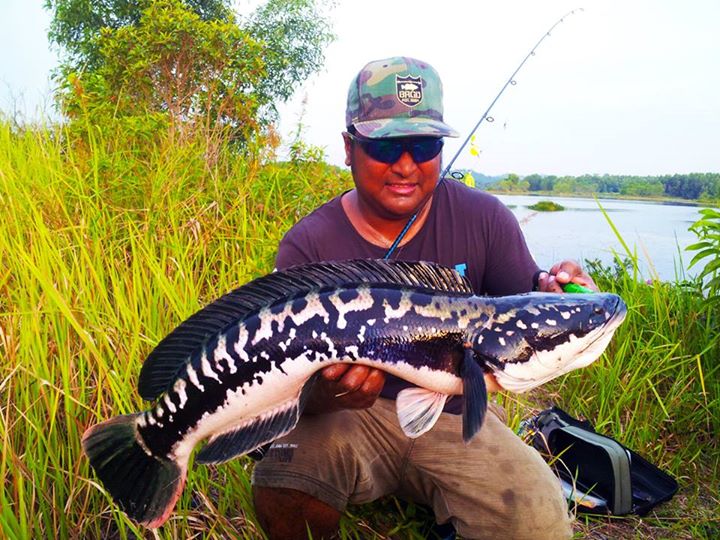98: Toman Or Giant Snakehead Fishing Part 3 - The Angler