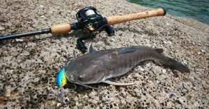 catamundi-on-abu-garcia-ltz