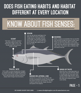 know-about-fish-senses-ultralight-fishing-kanicen-nix