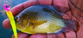 Ikan Patung - Malayan Leaf Fish