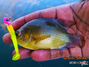Ikan Patung - Malayan Leaf Fish