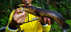 Tangkapan ikan bujuk oleh Zafri Angler