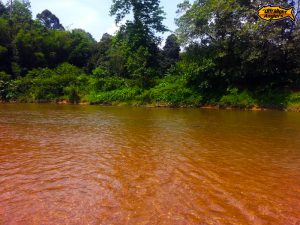 arus-laju-ikan-tengas