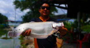 ikan-belida-clown-fish-with-ultralight-kanicen-nix-ultralight-rod-setup-soft-plastic-onie-kurnia-grenti-strike