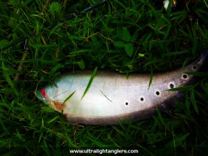 ikan-belida-clown-fish-with-ultralight-rod-setup-soft-baits-Muhammad-Izzul