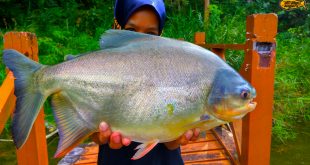 pink-vengers-strike-pacu-ultralight-fishing