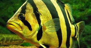 Siamese Tiger Perch