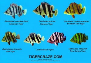 Tiger-fish-list