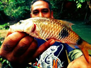 ikan-sebarau-dua-jalus-hampala-double-stripe-kanicen-nix-sailang-red-eye