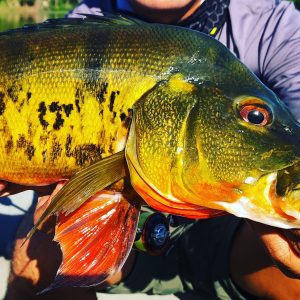 fishing trip hunting peacock bass using grenti strike kanicen nix