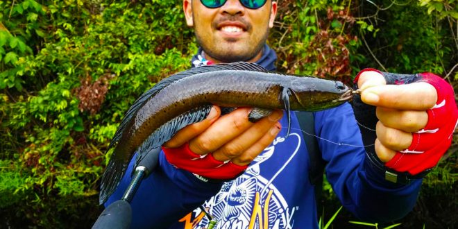 Haruan Runtu Teknik Memburu Haruan Runtu | Ultralight Fishing Tips and Tricks For ...