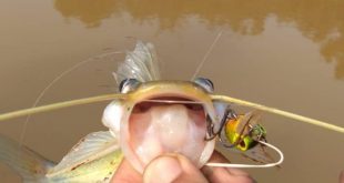 ikan baung menggunakan sailang rod ultralight dengan gewang diver