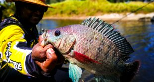 kanicen-nix-talapia-tilapia-on-grenti-strike-brudu-softbait