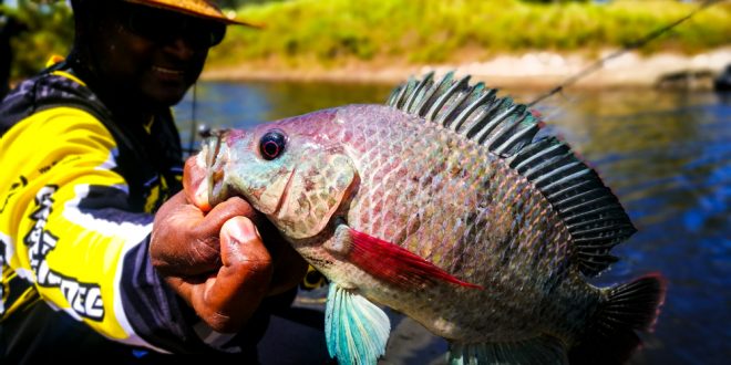 kanicen-nix-talapia-tilapia-on-grenti-strike-brudu-softbait