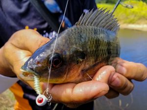 memancing-ikan-talapia-tilapia-menggunakan-softplastik-grenti-strike-brudu