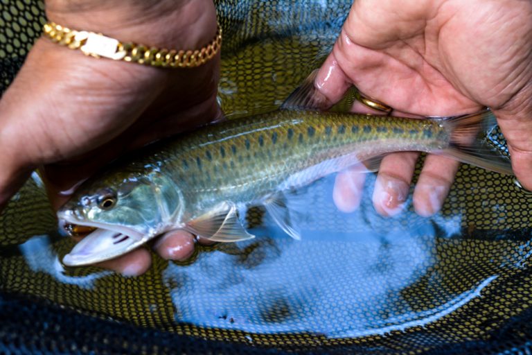 stream-fishing-pancingan-jeram-ikan-sikang-burmese-trout-silau ...