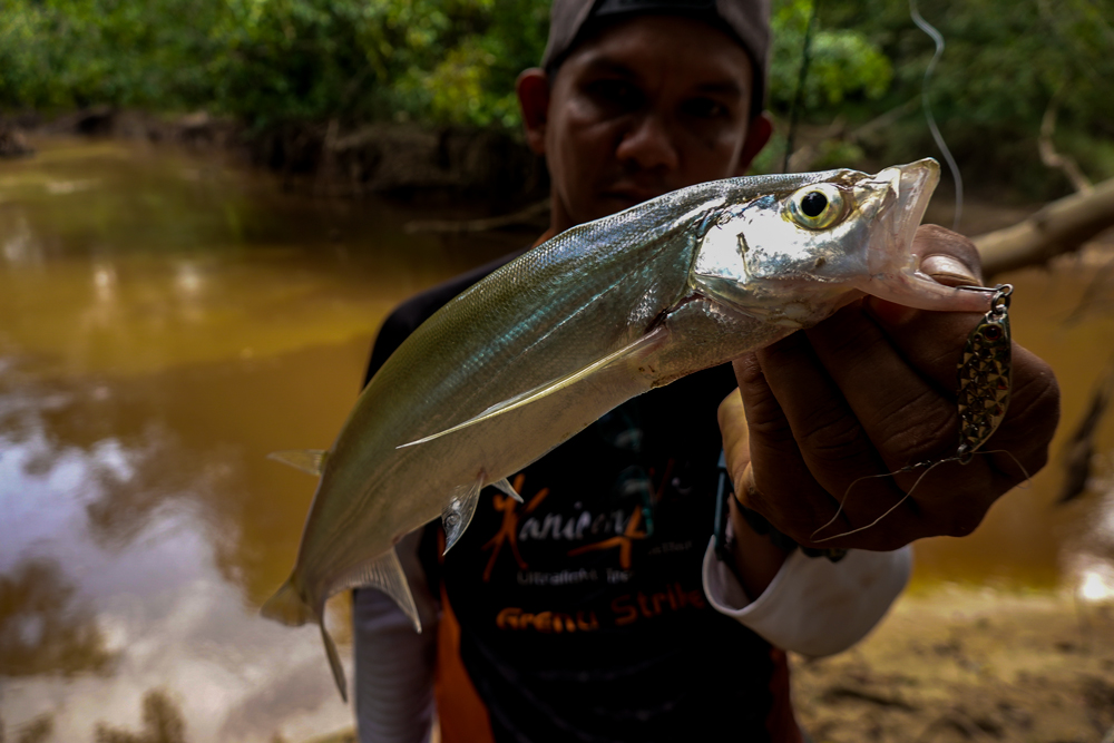 Memburu Ikan Parang Sungai | Ultralight Fishing Tips and Tricks For