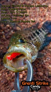 Kerapu-lombong-on-ul