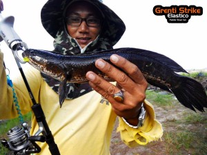 haruan-on-ultralight