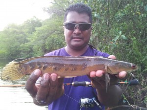 kerandang-on-ultralight