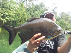 pacu-on-ul