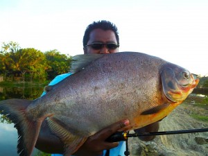 pacu-on-ultralight